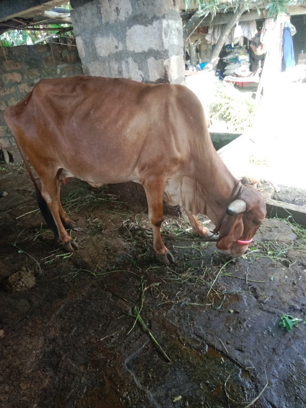 ગીર ગાય વેસવા ન...