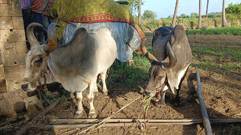 બળદ વેસવાના છે