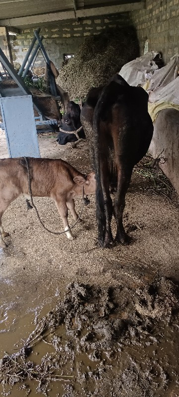 ગાય વેસવાની છે