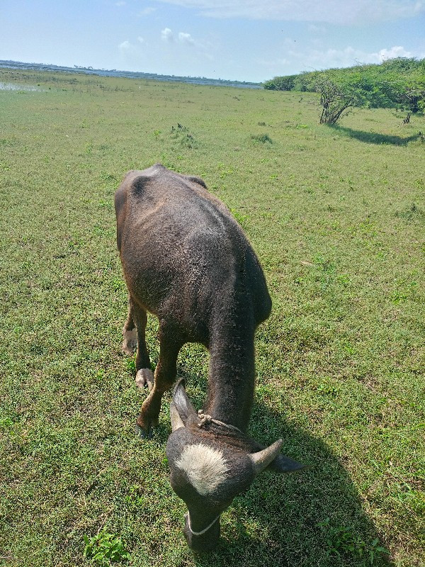 પાડી વેચવાની છે