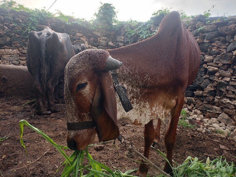 આ ગીર વાછડી વેચ...