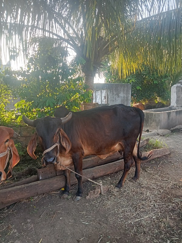 કારીગાઈ