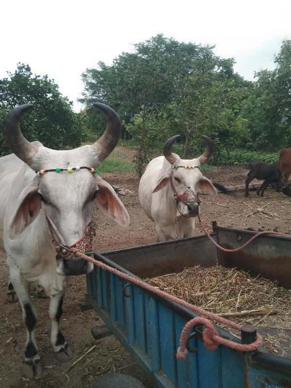 ગોઢલા વેચવા ના...