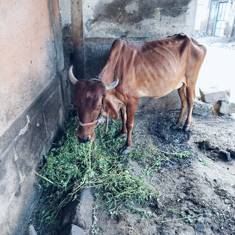 ગાય વેચવાની સે