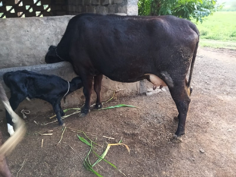 જર્સી ગાય