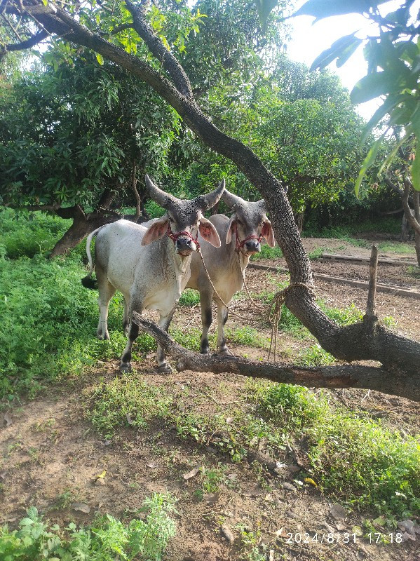 ગોઢલાવેચવાના