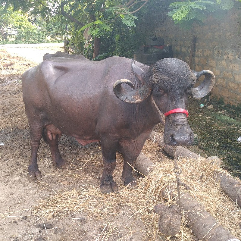 ભેસ વેચવાની છે