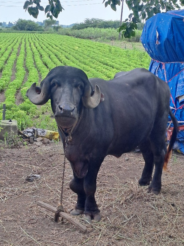 ખડેલુ વેચાવ છે