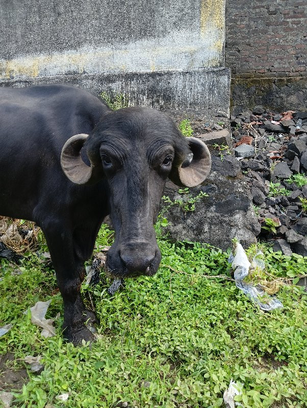 ગામ રામોદો તાલુ...