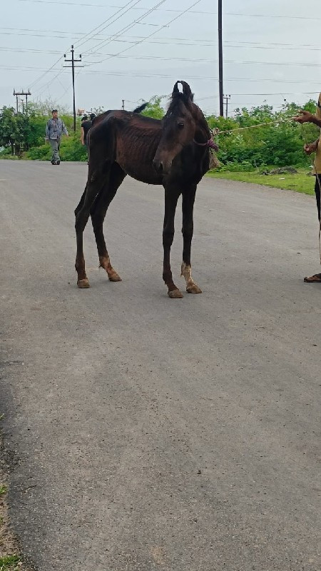 વછેરૉ વેચવાનો છ...