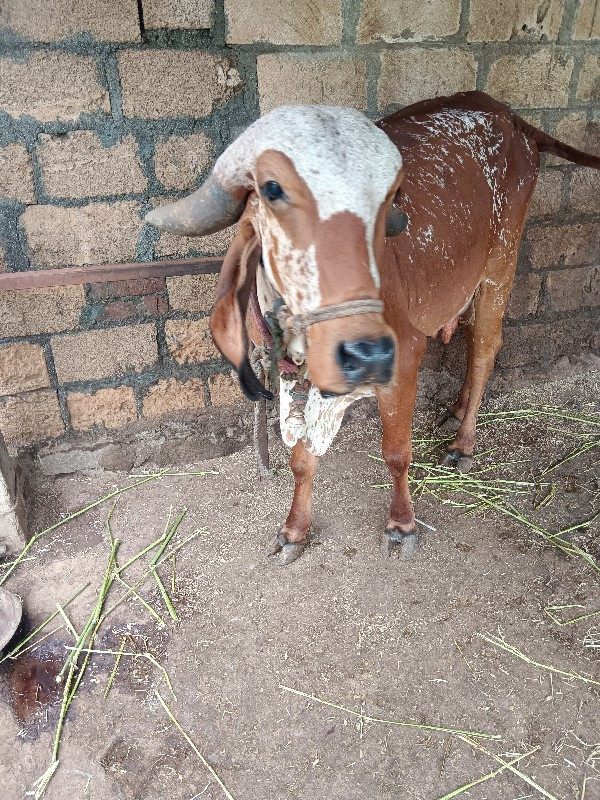 ગાયવેચવાનીછે