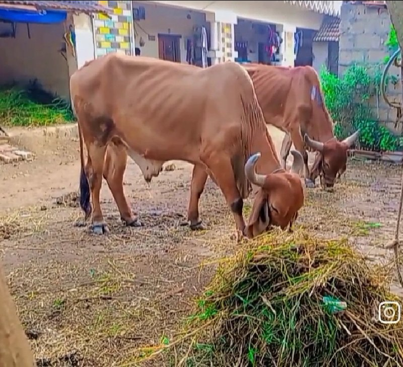 બળદવેશવાનાછે
બળ...