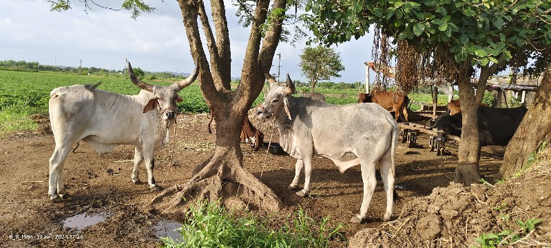 બળદ વેચવાના છે