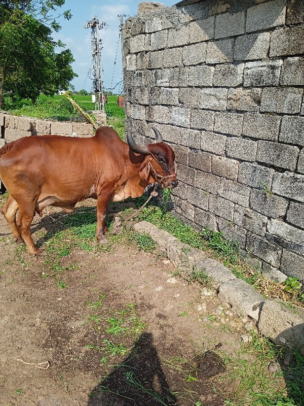 ગાય. વેશવાનીશે