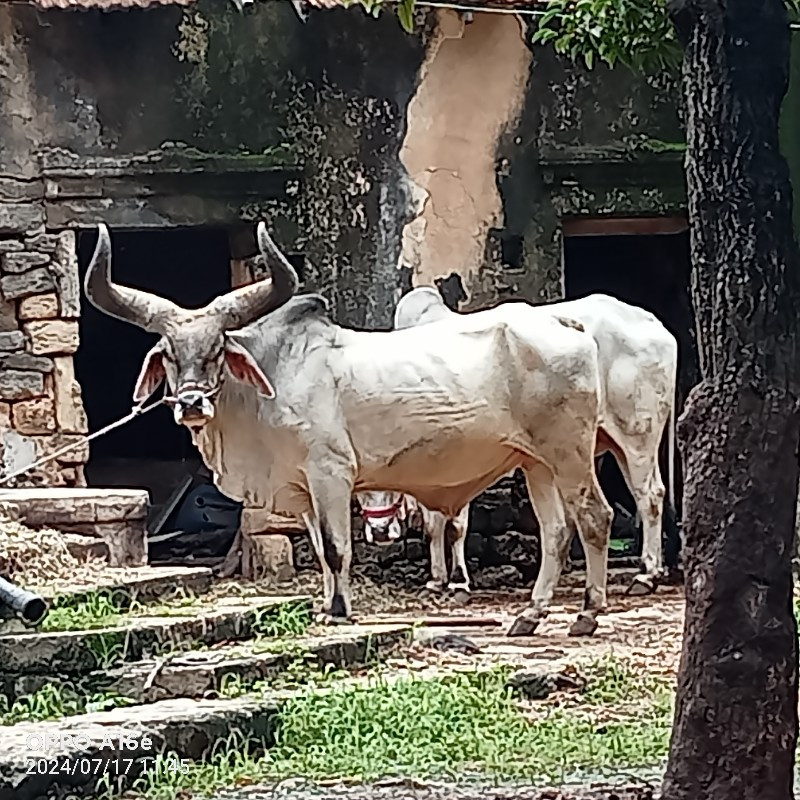 બળદ વેચવાના છે