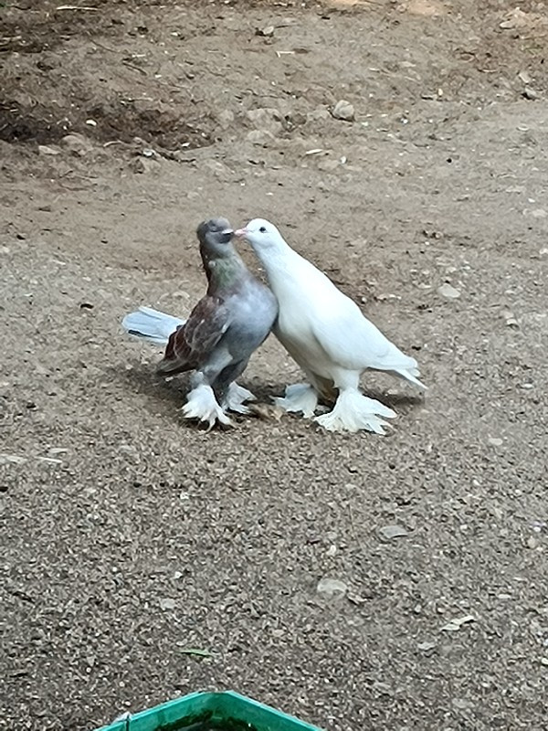 કબુતર વહેંચવાના...