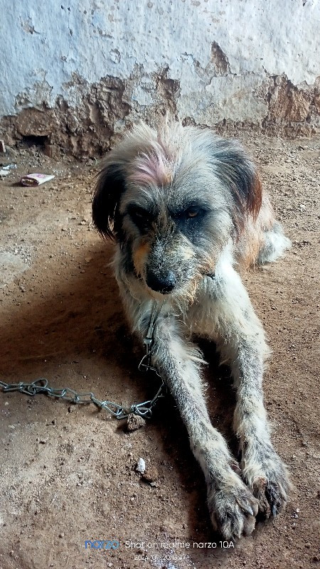 dog વેચવાનુ સે