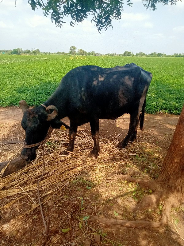 ખડેલી પેલ વેતરી