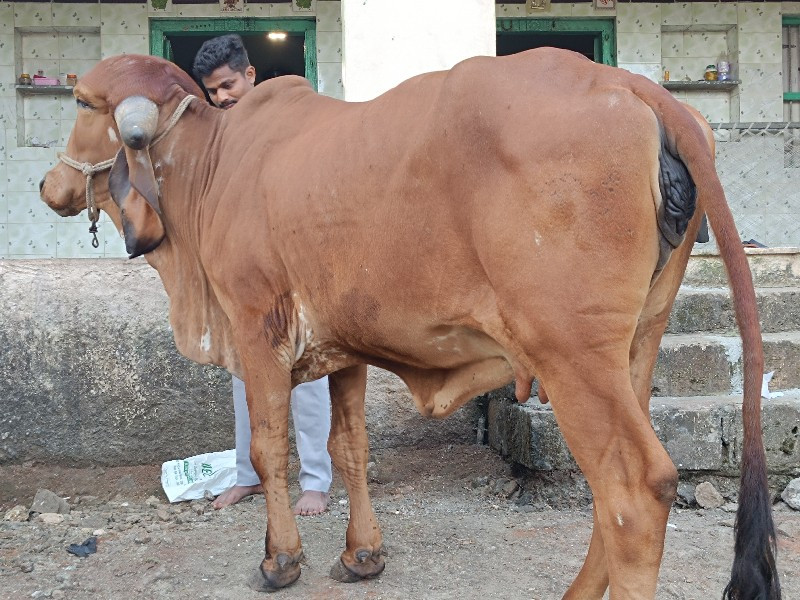 ભાવનગર બ્રેડ લા...