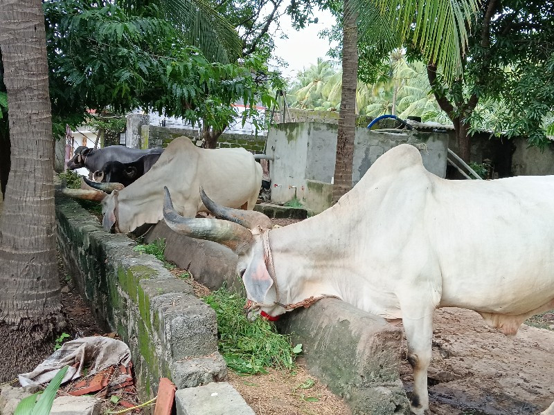 બળદ વેચવાના છે