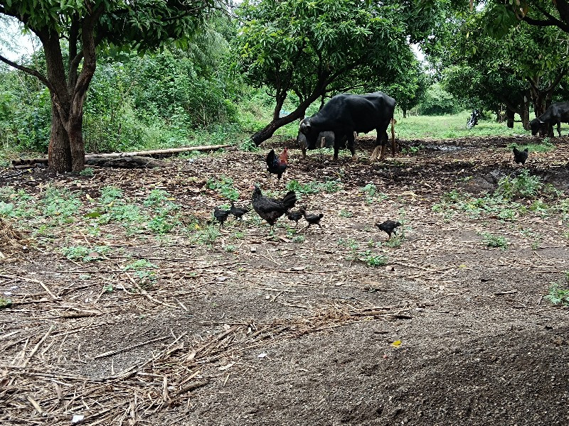 કુકડા દેશી