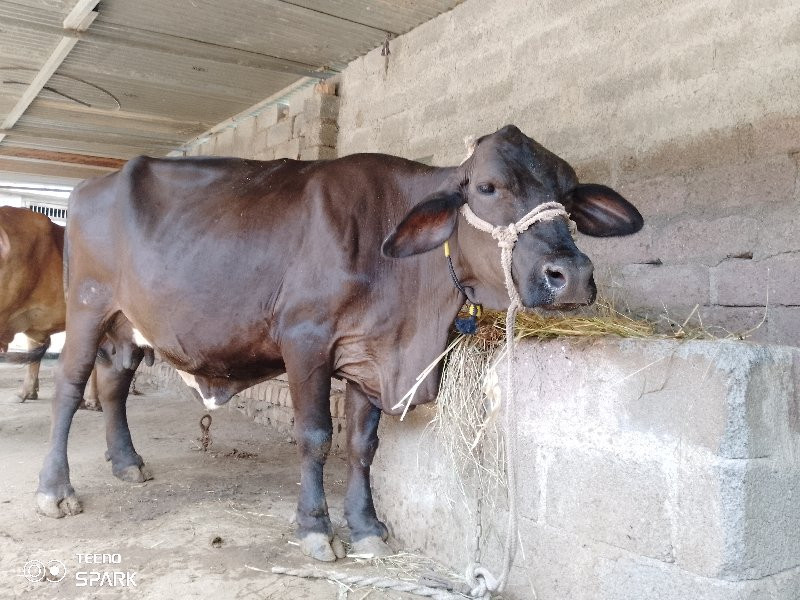 જર્સી ગાય વેચાવ...