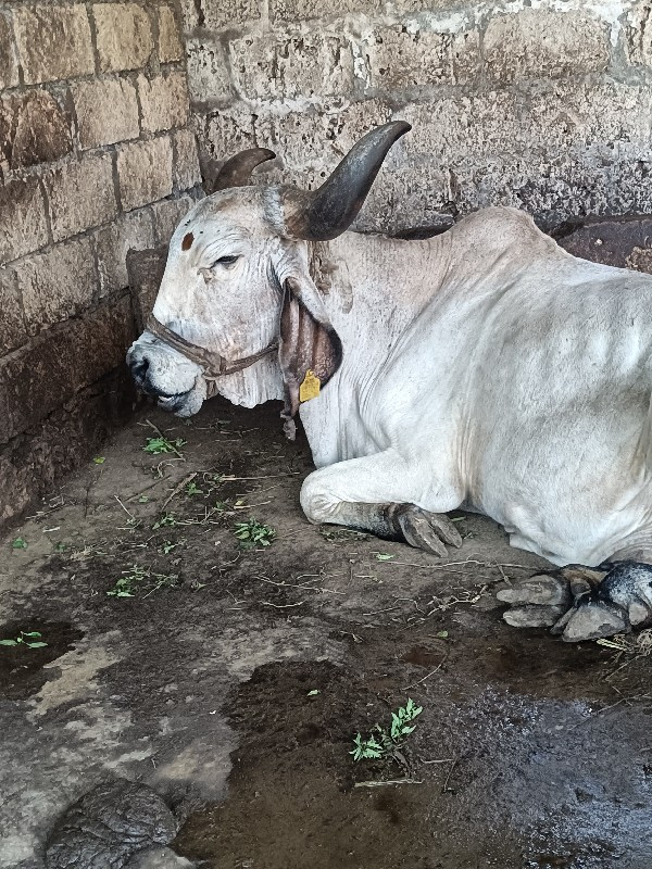 ગાય વેચવાની છે