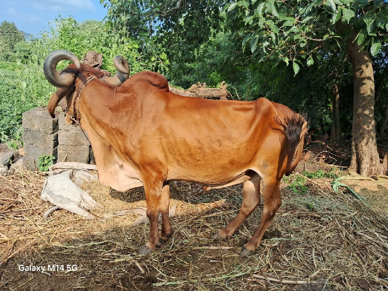 બળદ વેચવાના છે