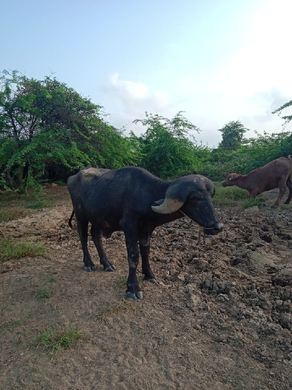 પાડો