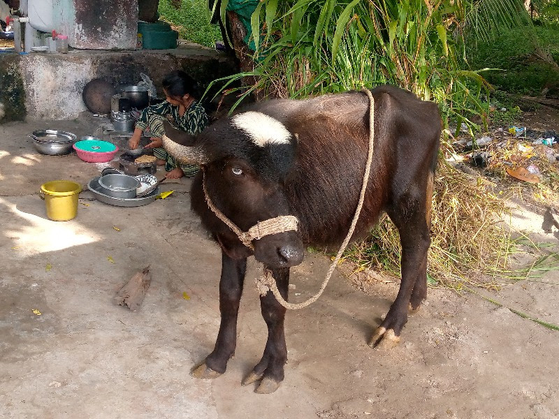 Paadi vechvani...