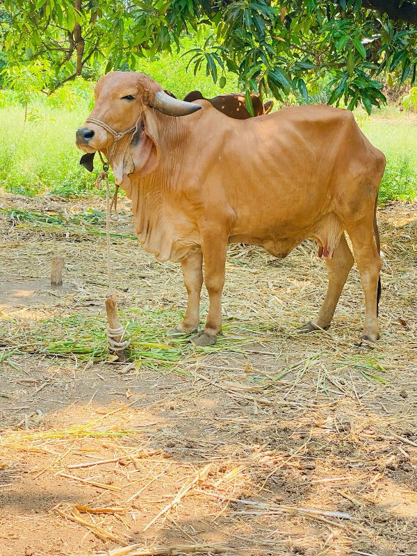 ગાય વેસવાની સે