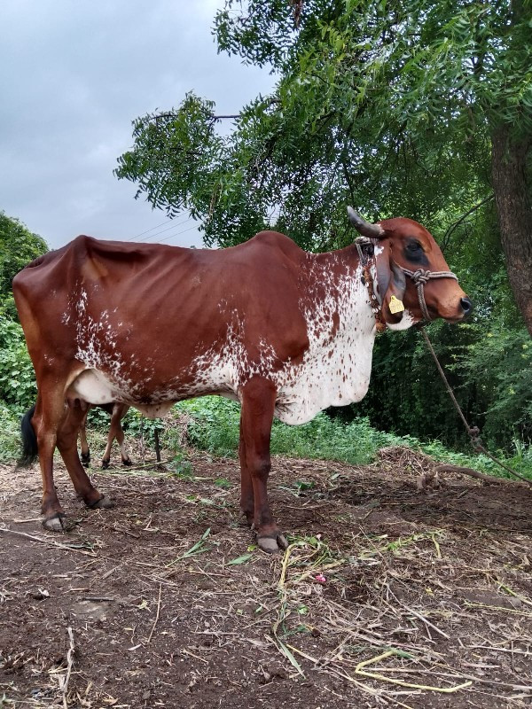 ગાય વેચવાની 3 વ...