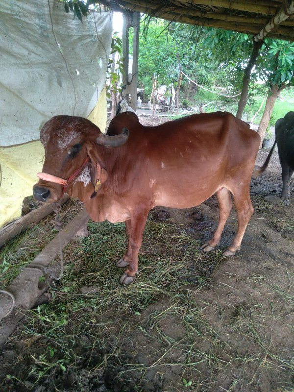 ગીર ગાય વેચવાની...