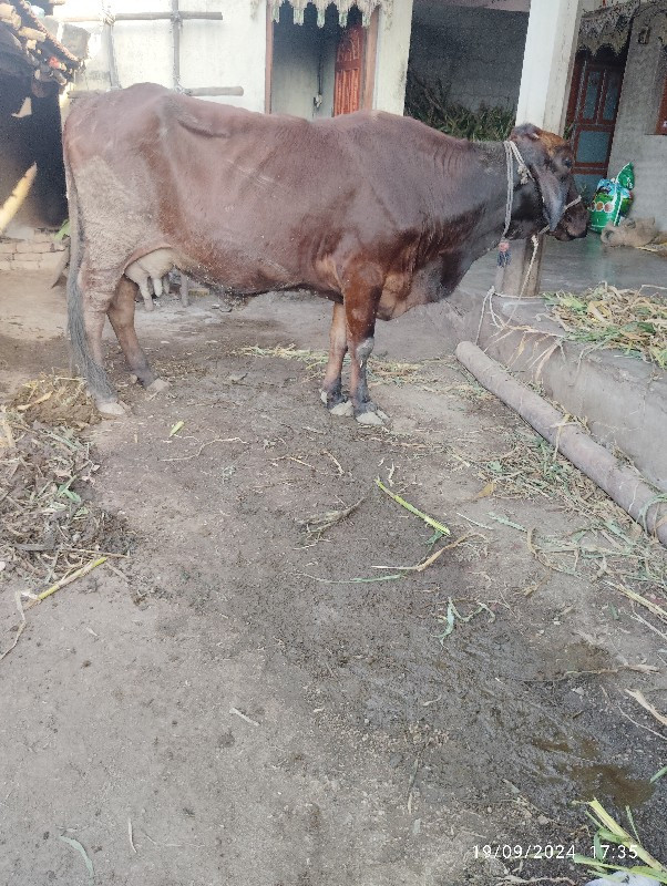 આ બે ગાયુ વેચવા...