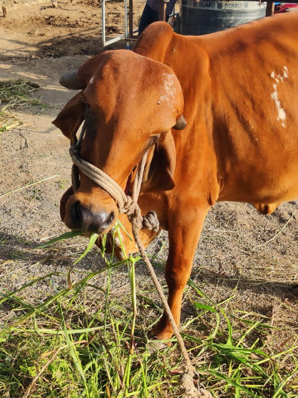 ગાય ઓળખું