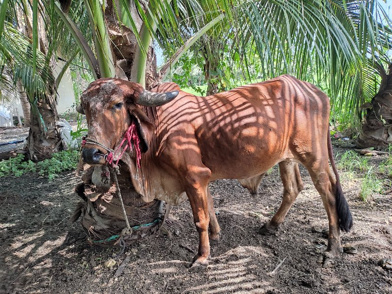 બળદ વેંચવા ના છ...