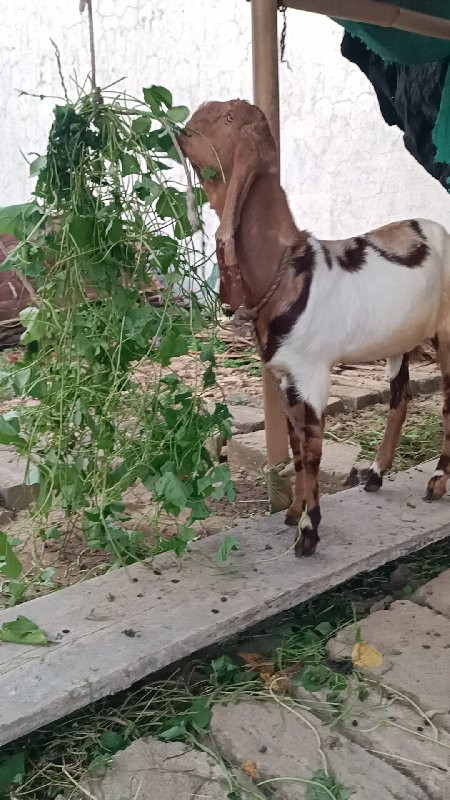 પયોર.તોતાપૂરી.બ...