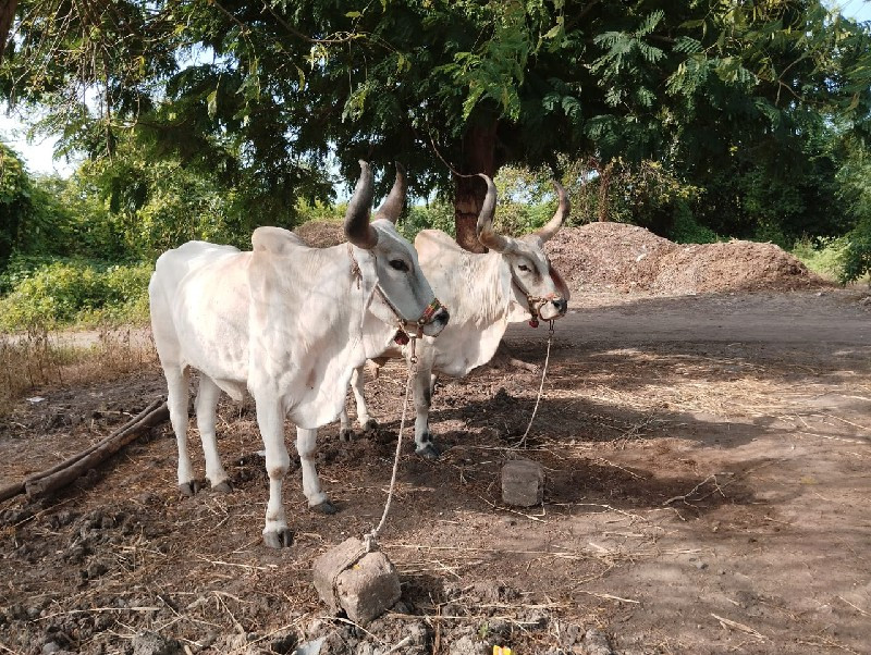 બળદ વેચવા ના છે