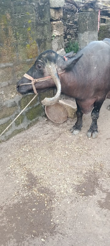 ભેસ વેચવાની છે