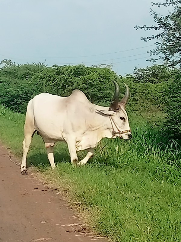 બળદ વેચવાના સે