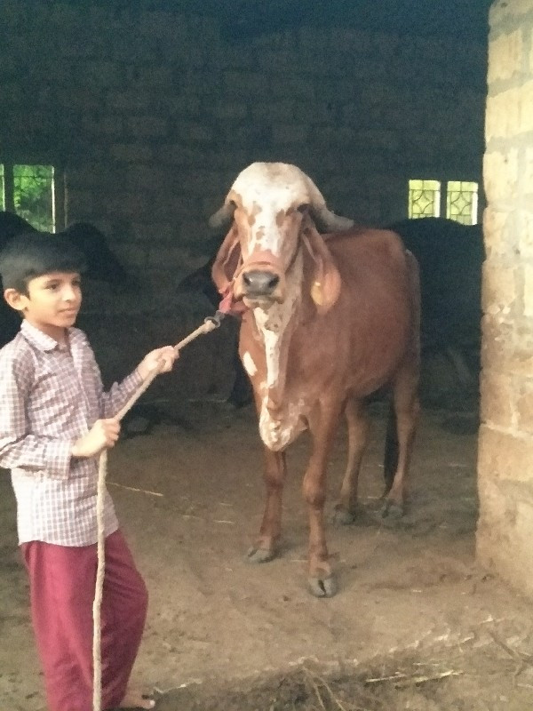 આ ગા વેચવાની છે