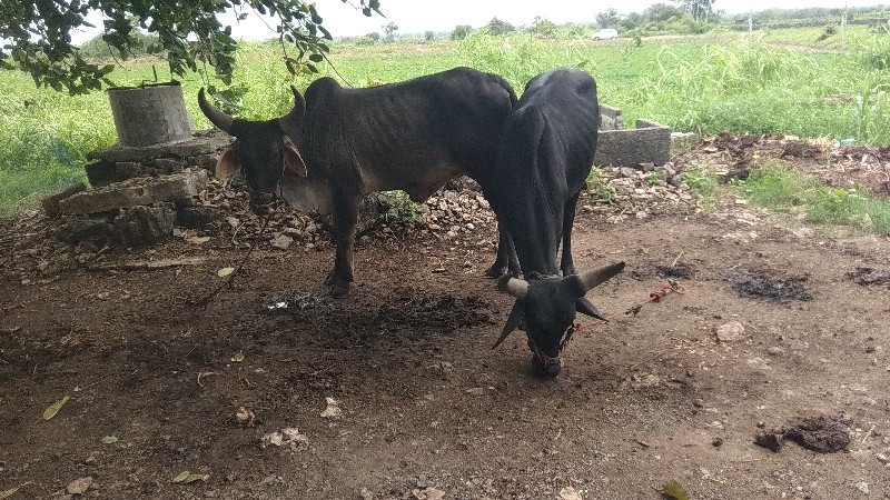 ગોઢલા વેચવાના છ...