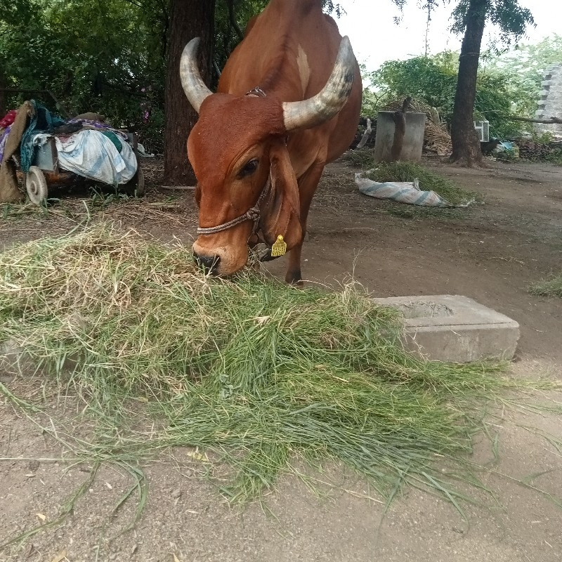 ગીર ગાય