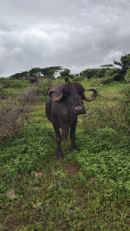 ભેંસ વેચવાની છે