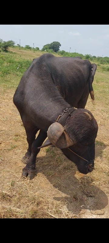 આ પાડો વેચવાનો...