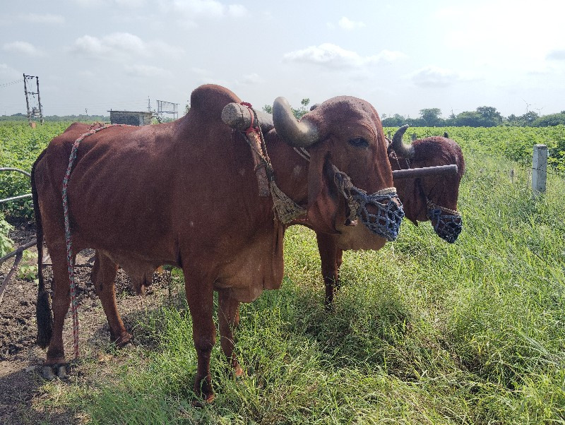 ગીર બળદ છે