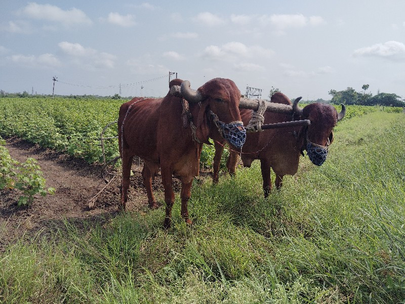 ગીર બળદ છે