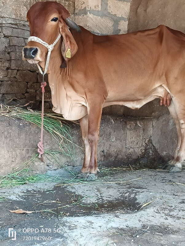 ગાય વેચવાની છે