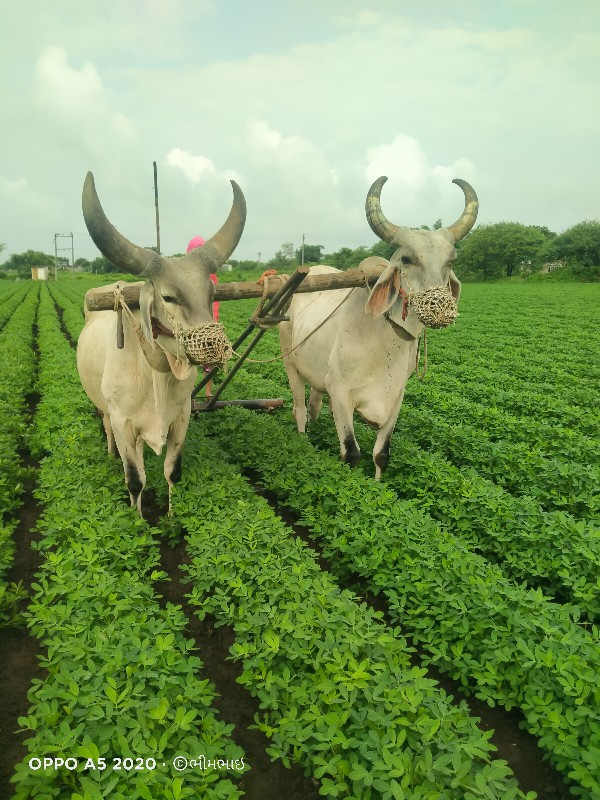 બળદ વેચવાના છે