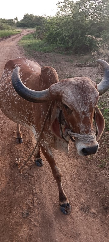 ગાય 🐮